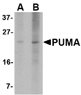 BBC3 Antibody
