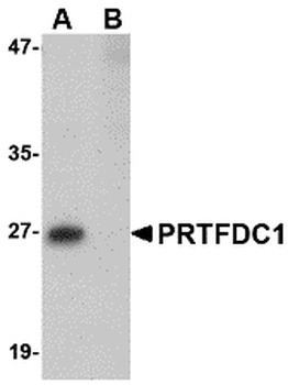 PRTFDC1 Antibody