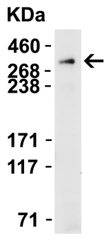 PIEZO2 Antibody