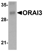 ORAI3 Antibody