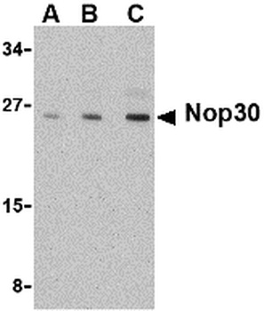 Nop30 Antibody