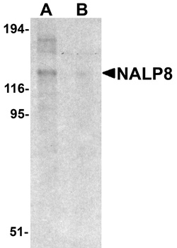 NALP8 Antibody