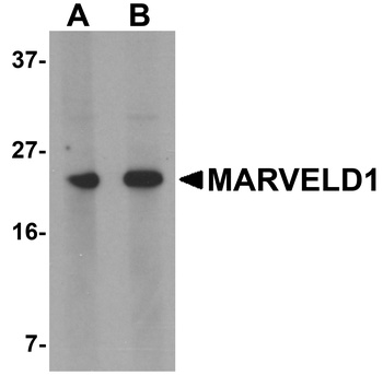 MARVELD1 Antibody