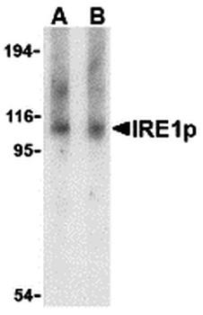 ERN1 Antibody