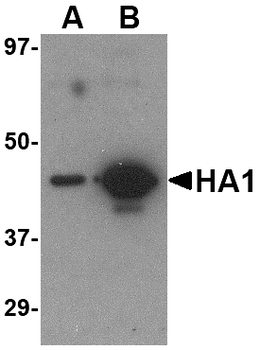 Hemagglutinin Antibody [7B9B2]