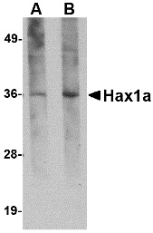HAX1 Antibody