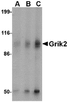 GRIK2 Antibody