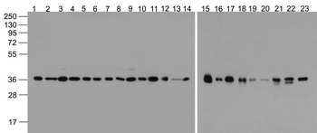 GAPDH Antibody (HRP)