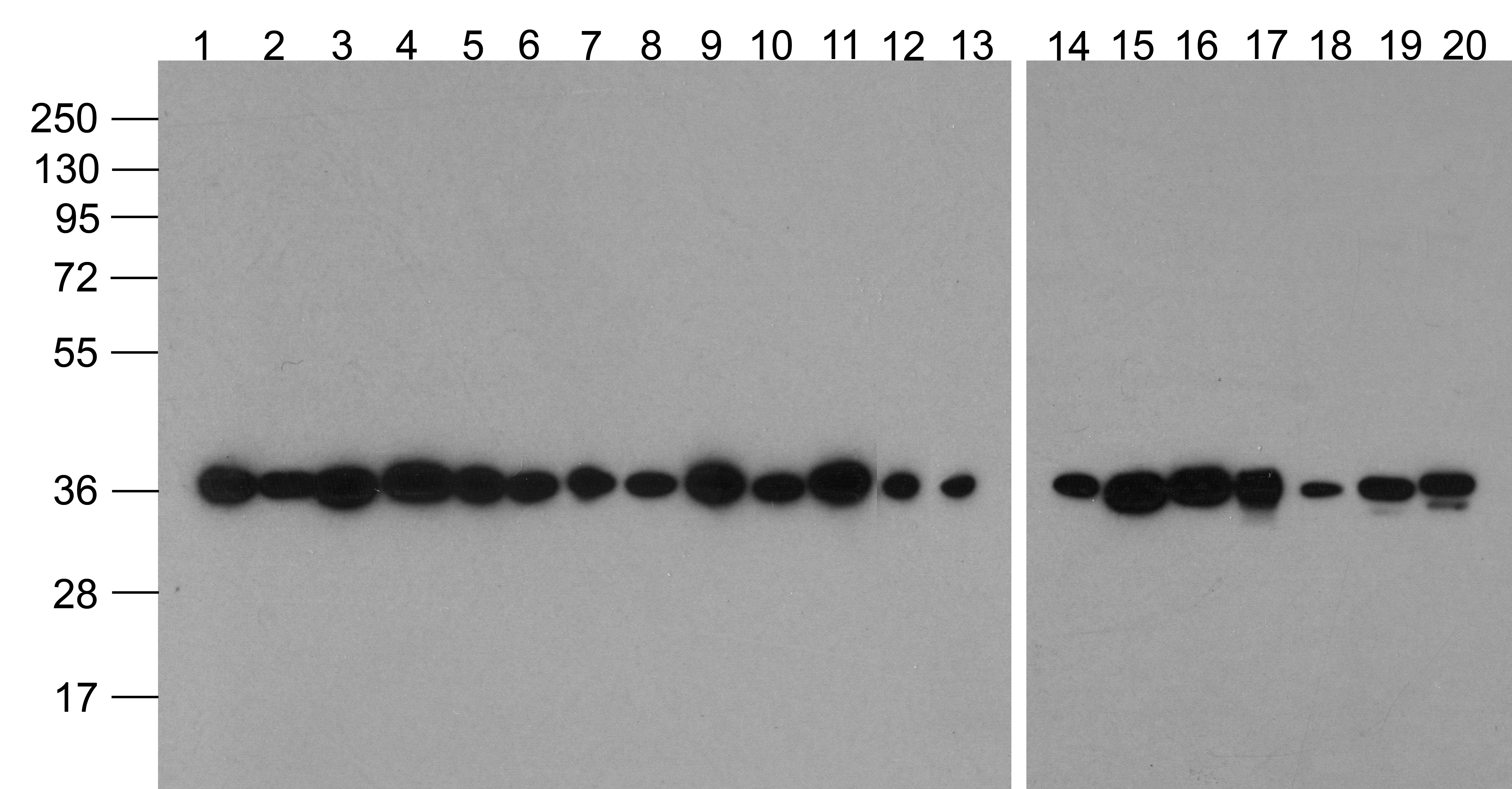 GAPDH Antibody (Biotin)