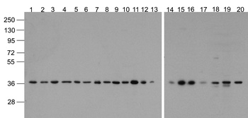 GAPDH Antibody (Biotin)