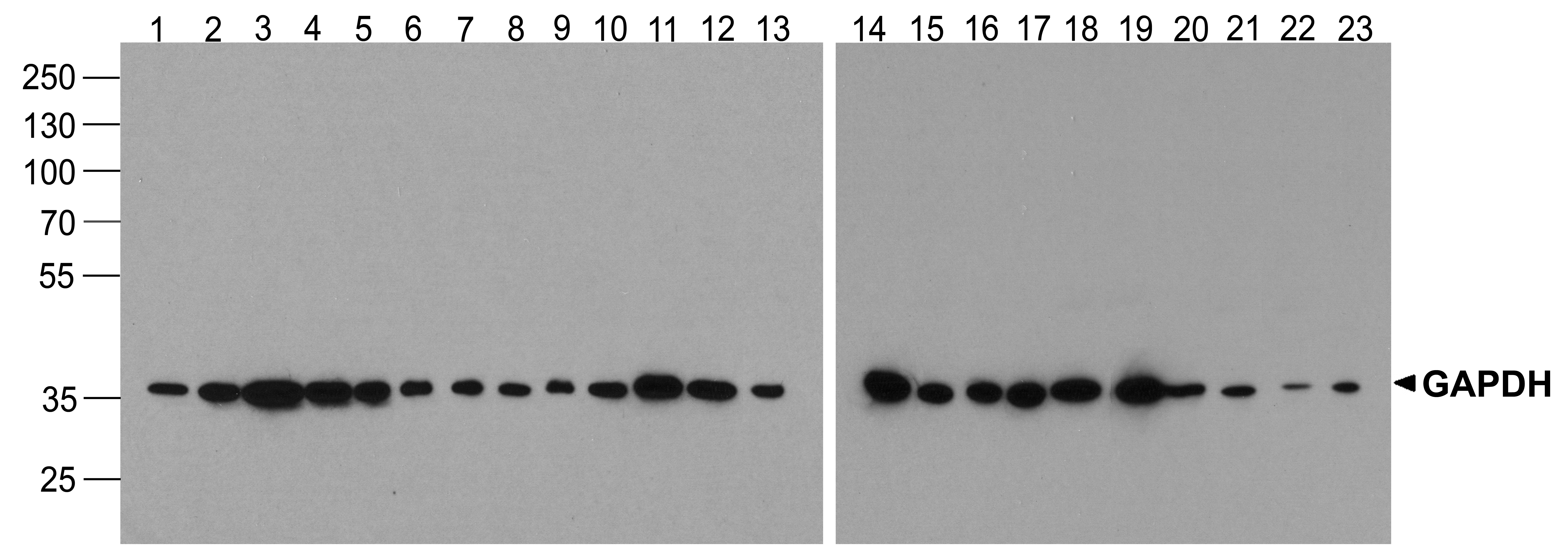 GAPDH Antibody