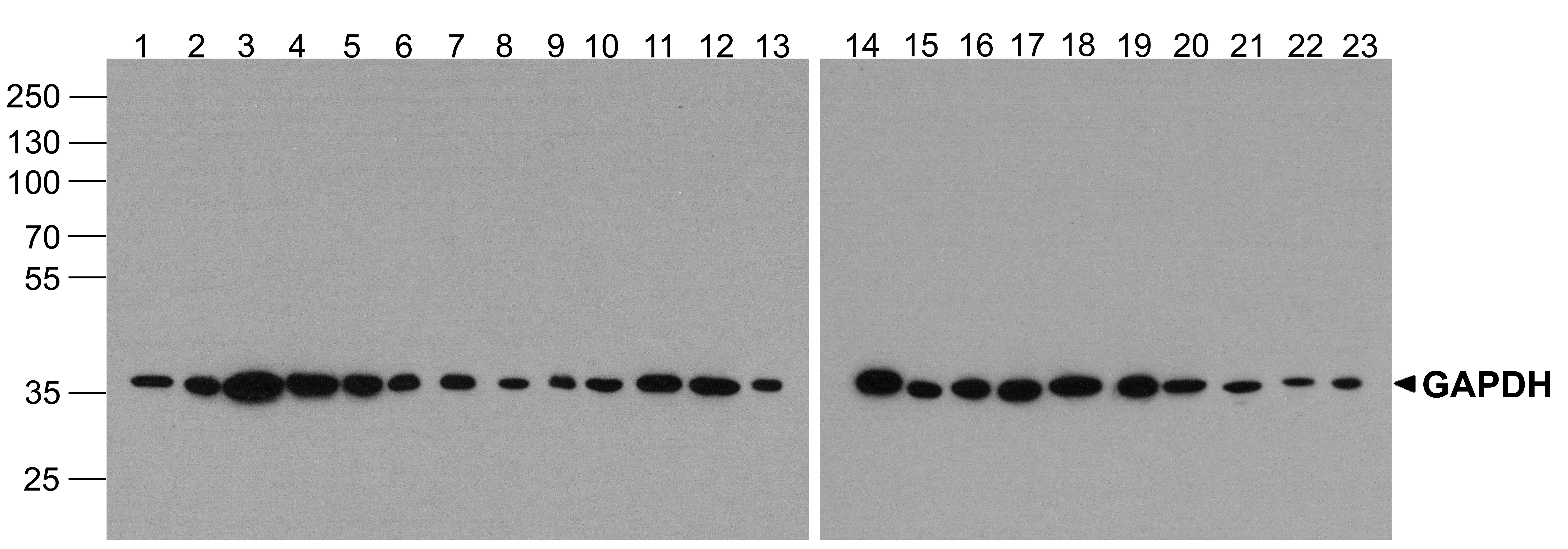 GAPDH Antibody