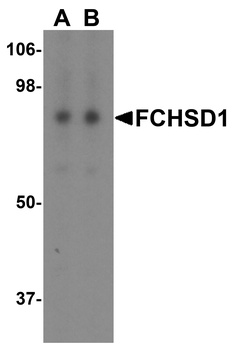 FCHSD1 Antibody