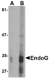 ENDOG Antibody