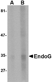 ENDOG Antibody