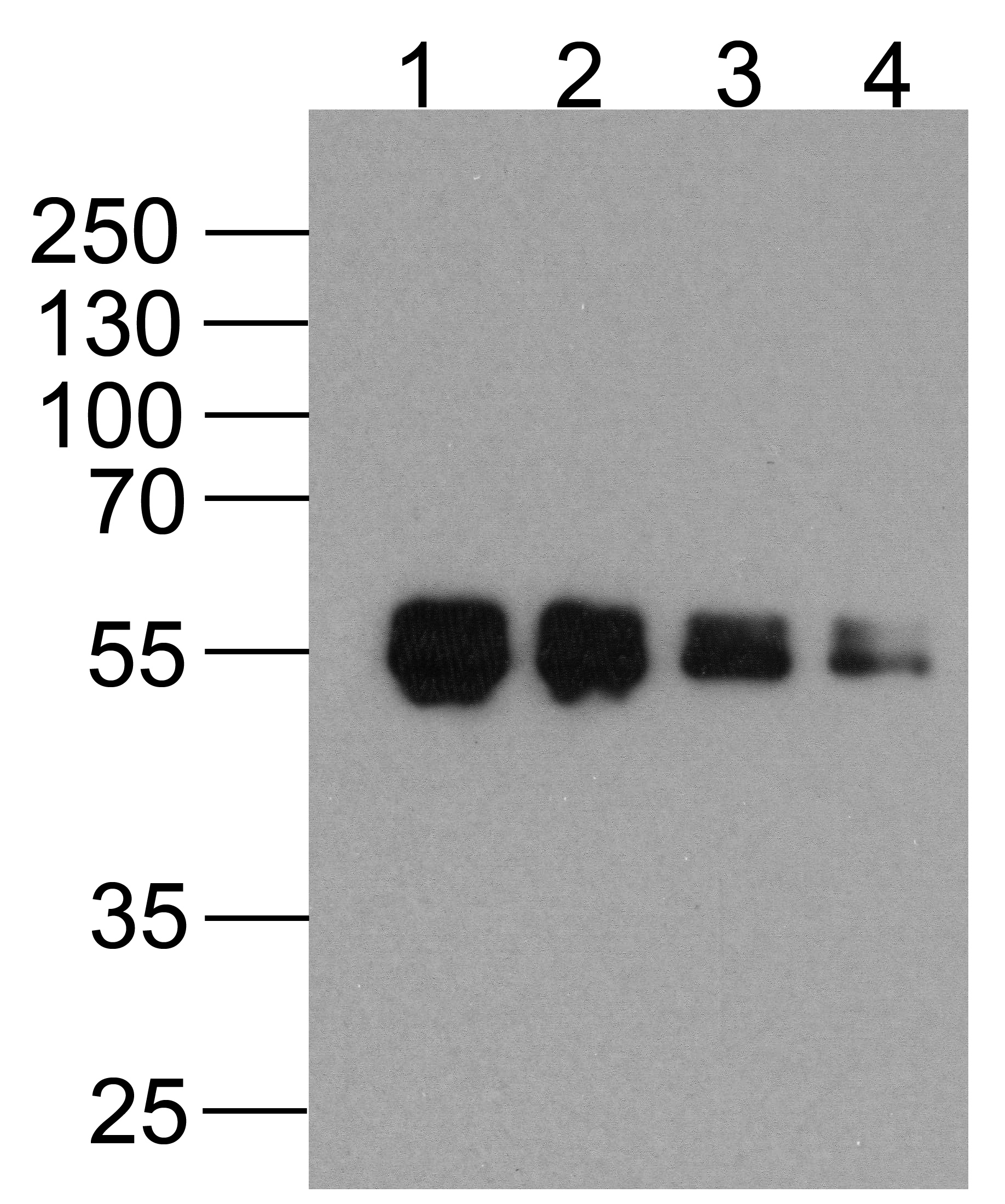 ACTB Antibody (Biotin)