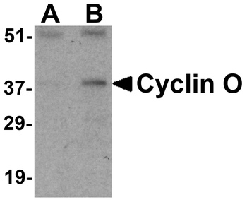 CCNO Antibody