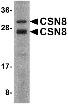 COPS8 Antibody