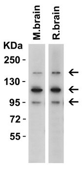 CRB2 Antibody