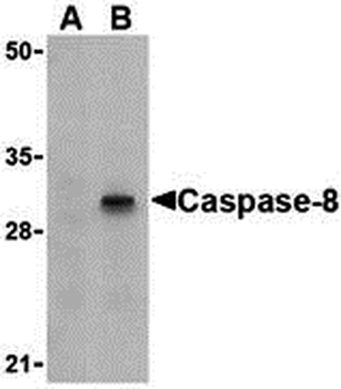CASP8 Antibody