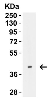HA Antibody