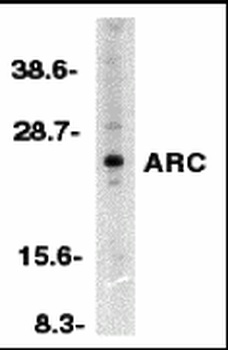 ARC Antibody