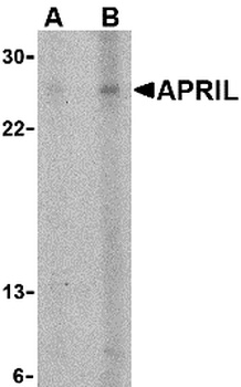 TNFSF13 Antibody