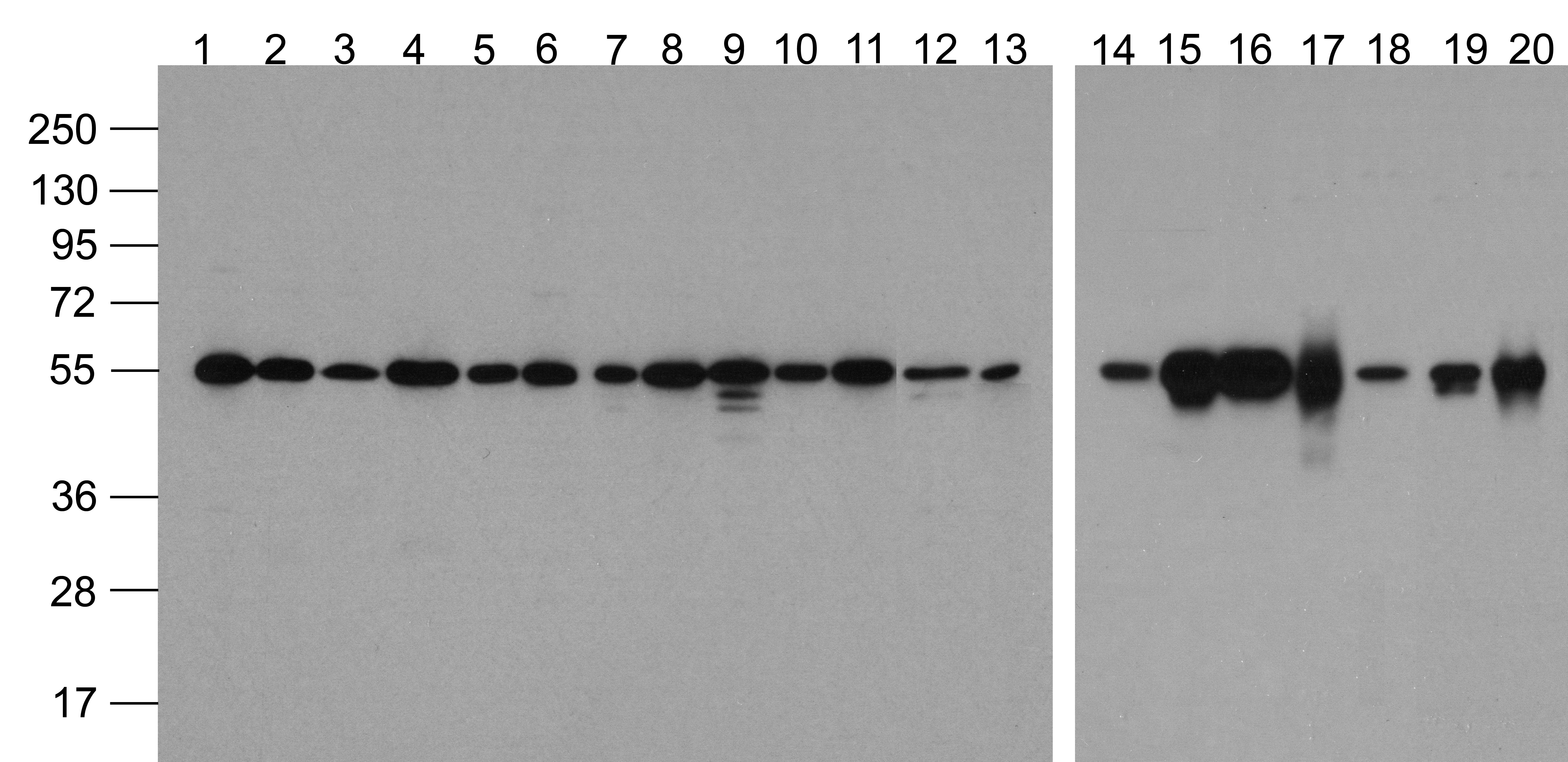 TUBA1A Antibody (Biotin)