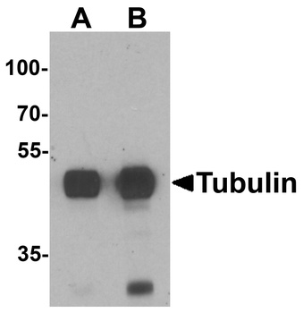 TUBA3C Antibody