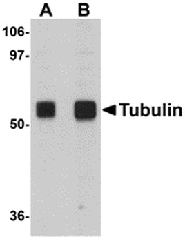 TUBA3C Antibody