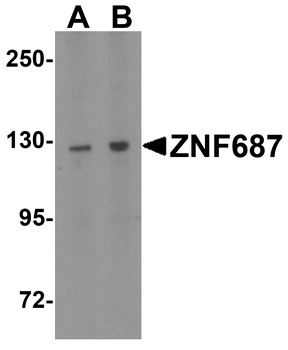 ZNF687 Antibody