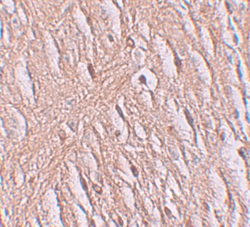Slc39a9 Antibody