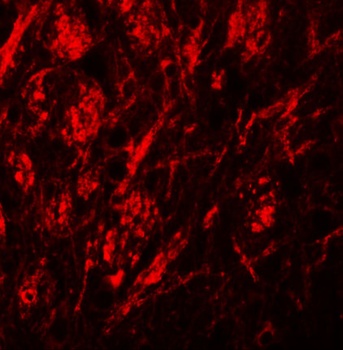 ZIP9 Antibody