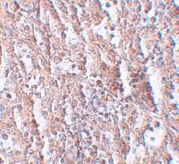 SLC39A5 Antibody