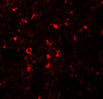 SLC39A5 Antibody