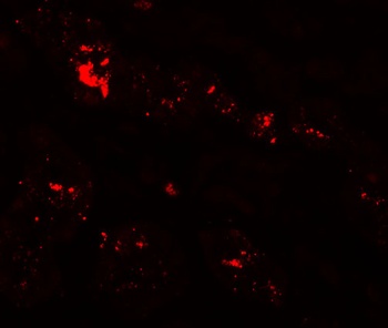 SLC39A1 Antibody