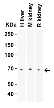 ZIP14 Antibody