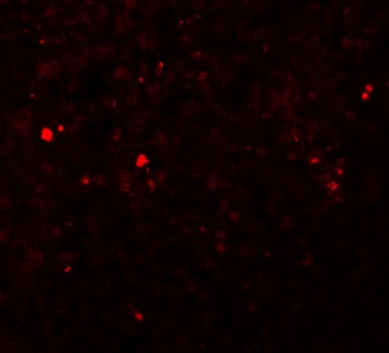 ZIP13 Antibody
