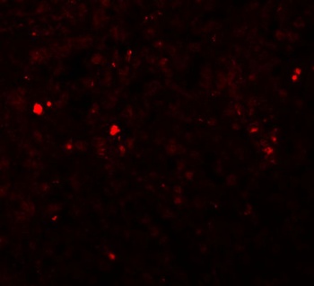 Slc39a13 Antibody