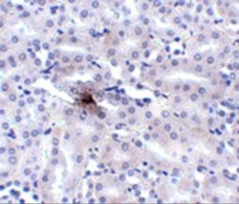 SLC39A11 Antibody