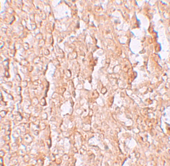 Slc39a10 Antibody