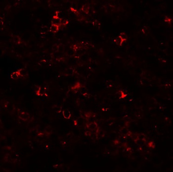 ZIP10 Antibody