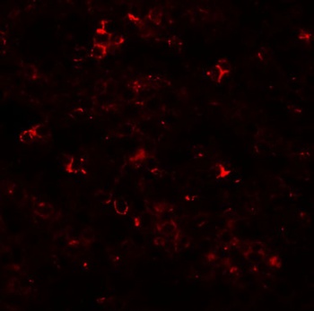 Slc39a10 Antibody