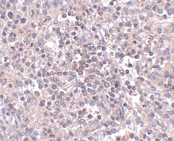 Slc39a10 Antibody