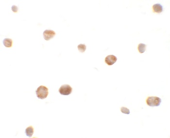 ZHANGFEI Antibody