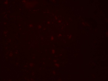 ZGPAT Antibody