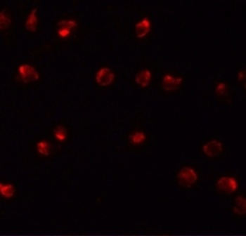 ZNF281 Antibody