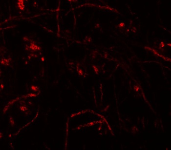 ZFP219 Antibody
