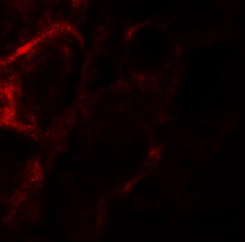 ZF21 Antibody