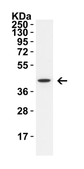 ZBP1 Antibody